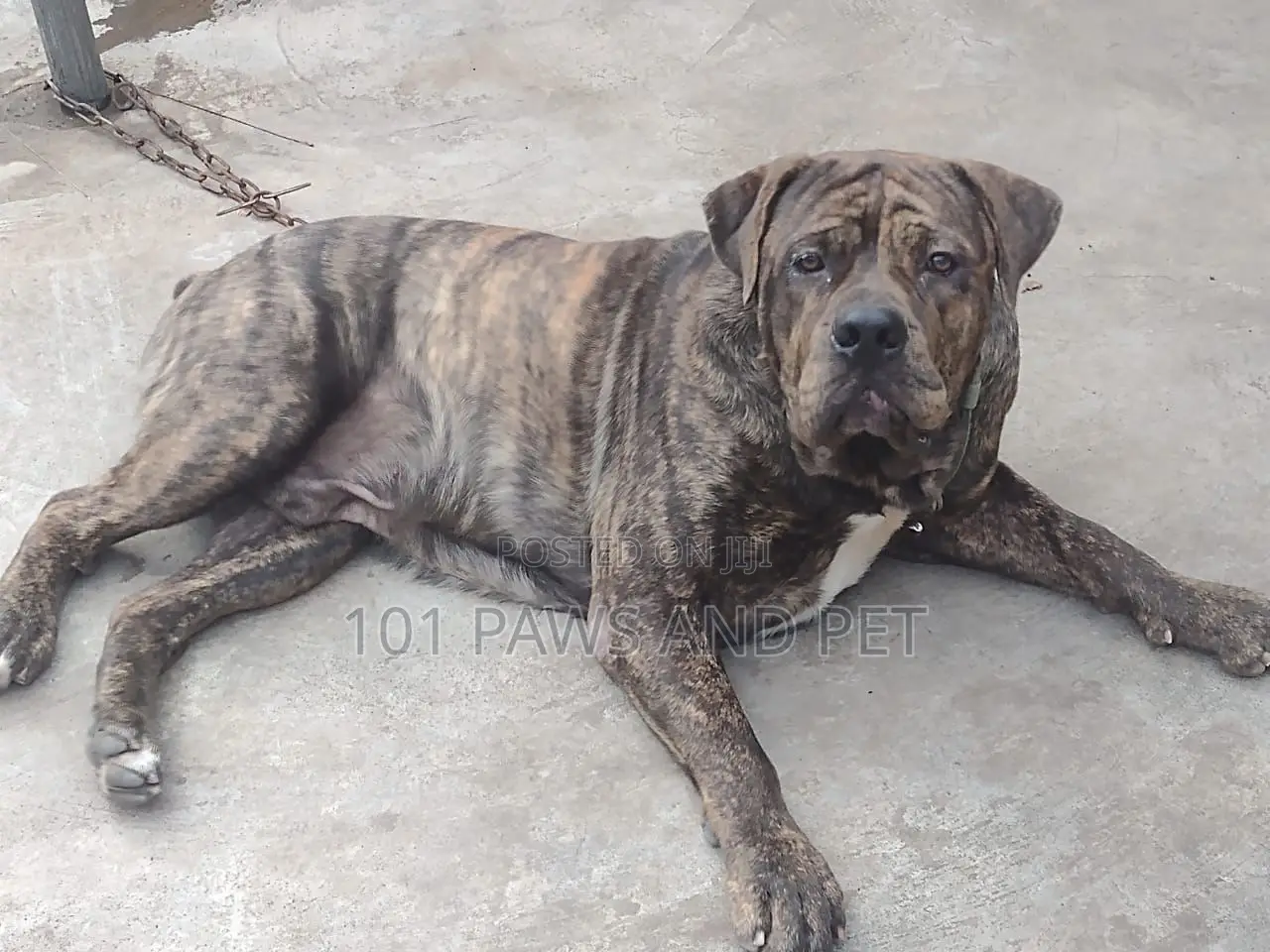 6-12 months Male Purebred Boerboel