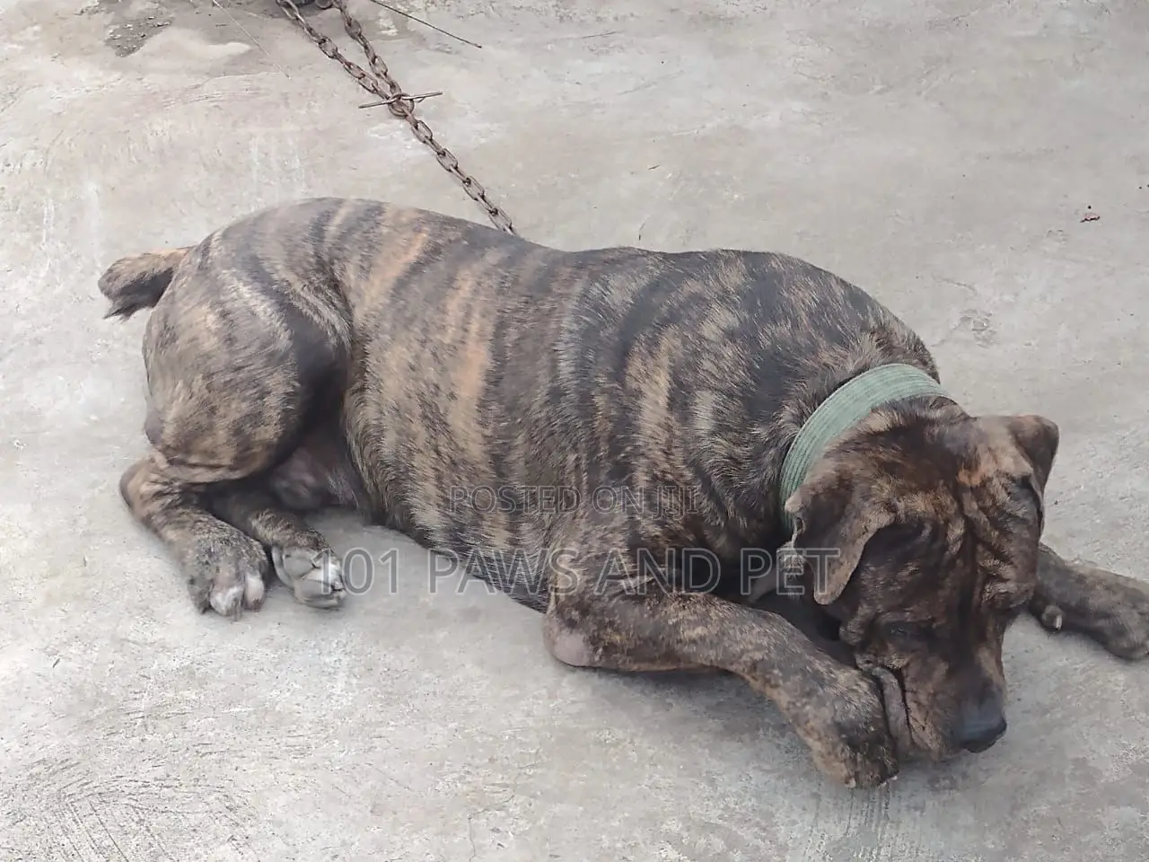 6-12 months Male Purebred Boerboel