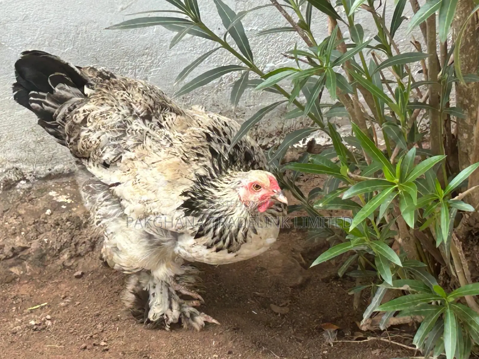 Brahma Chicken