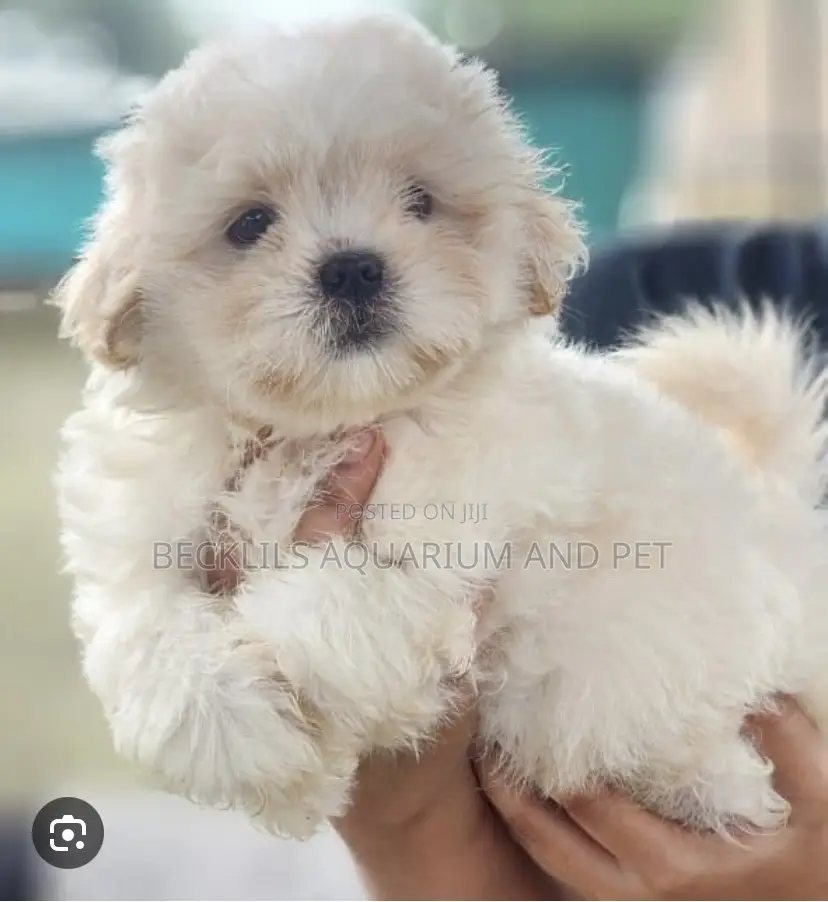 1-3 months Male Purebred Poodle