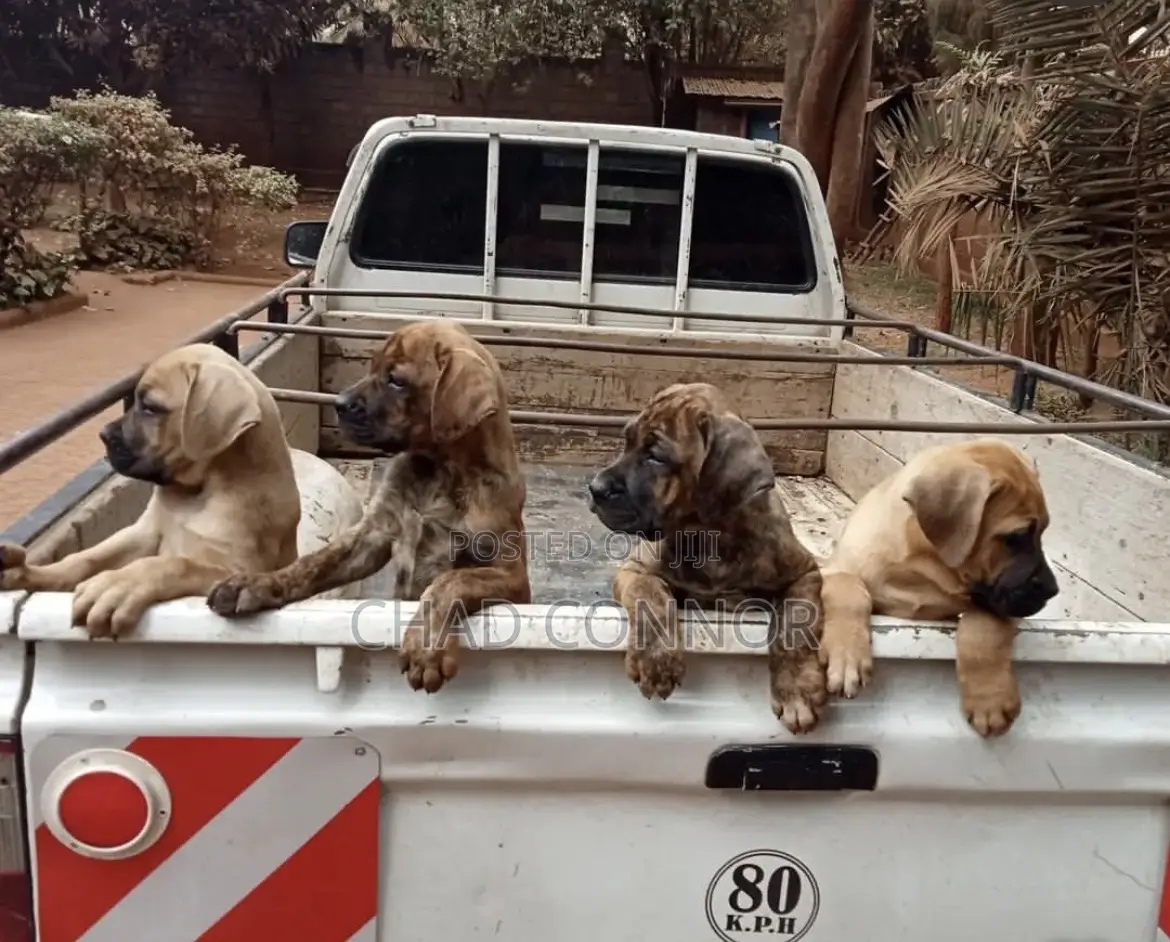 1-3 months Female Purebred Boerboel