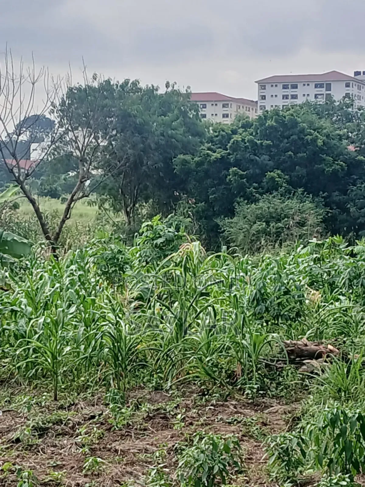 2 Plots for Sale Comm3 Behind Bni TDC Verified Documents