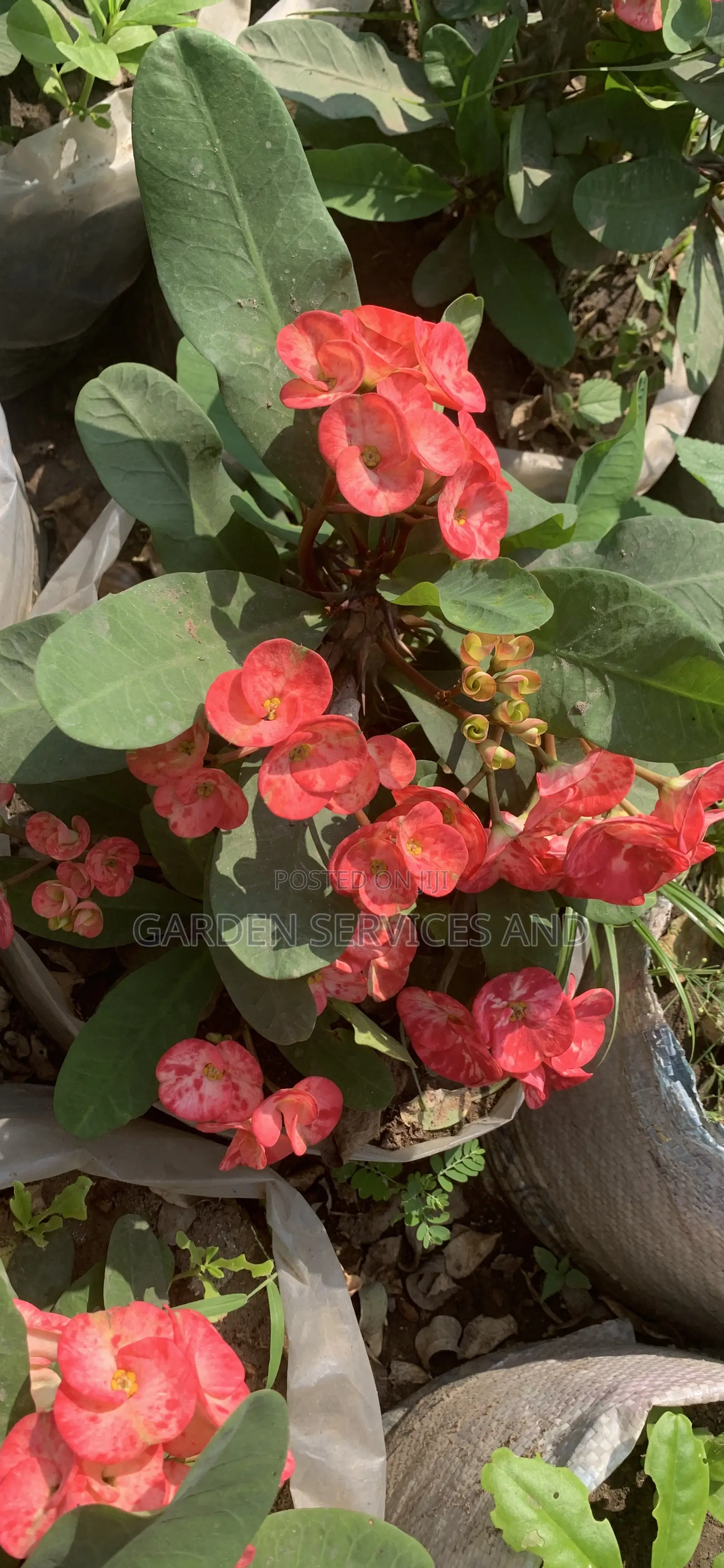 Flowers Available for Sale