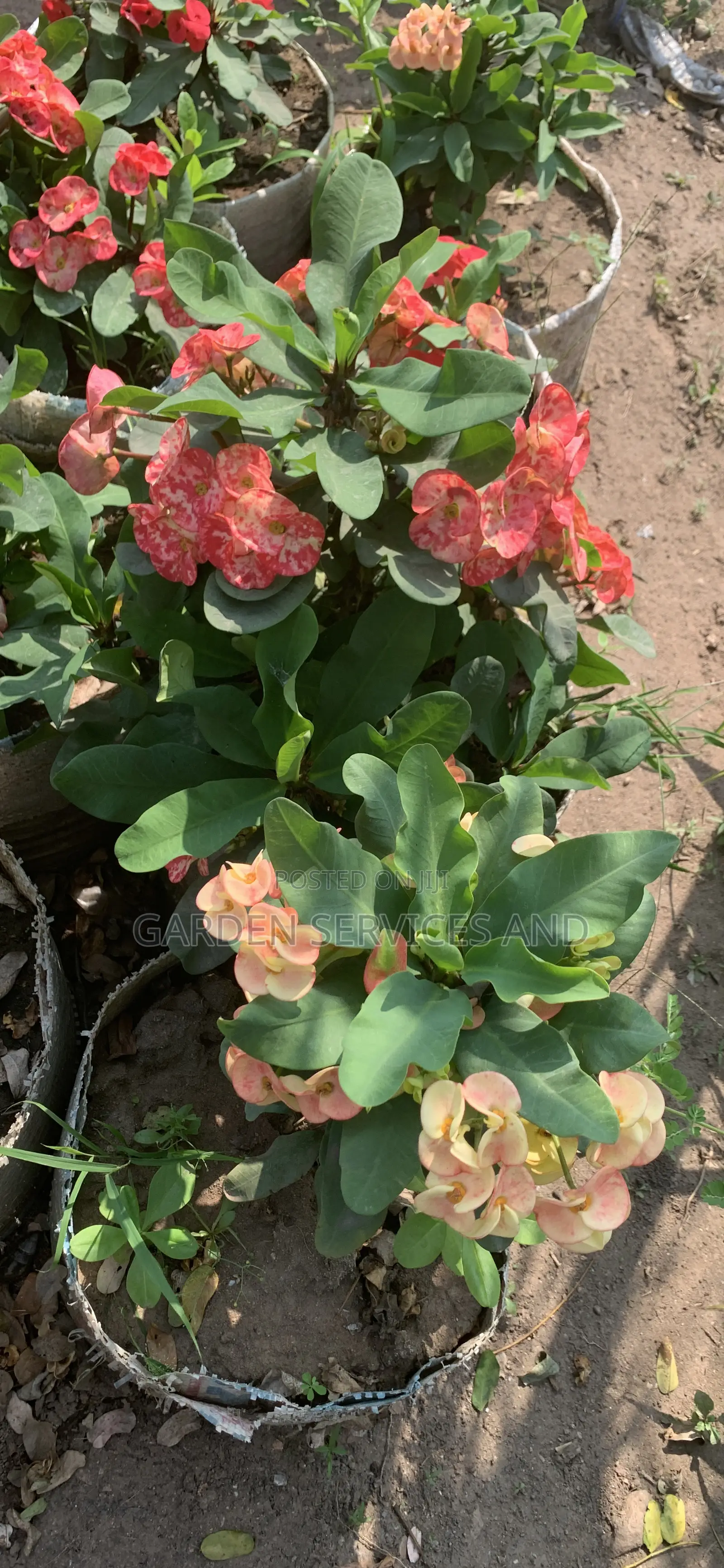 Flowers Available for Sale