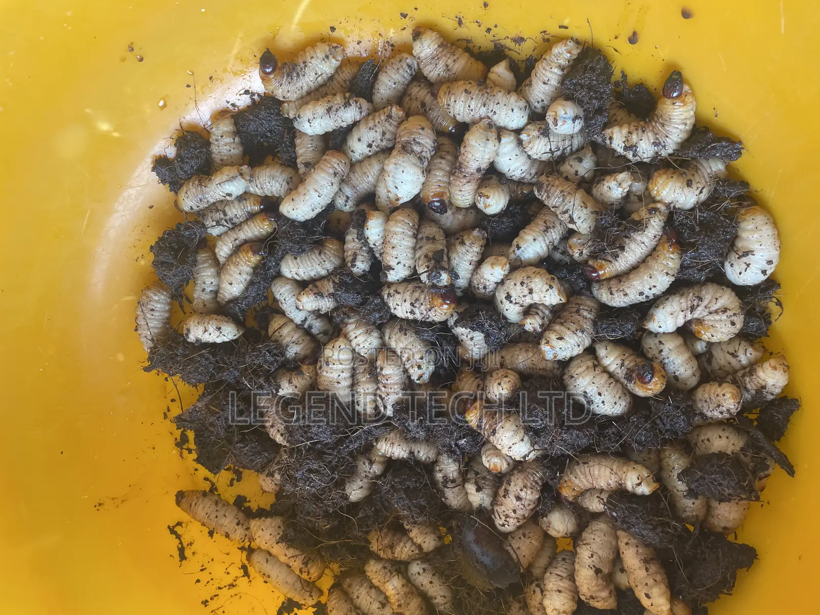 Palm Tree Worms Akokono