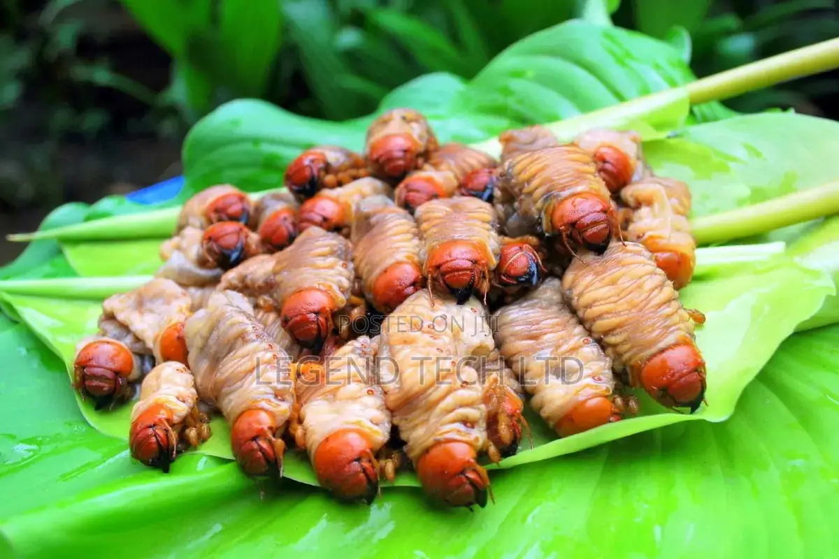 Palm Tree Worms Akokono