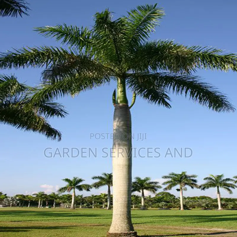 Grown Royal Palm