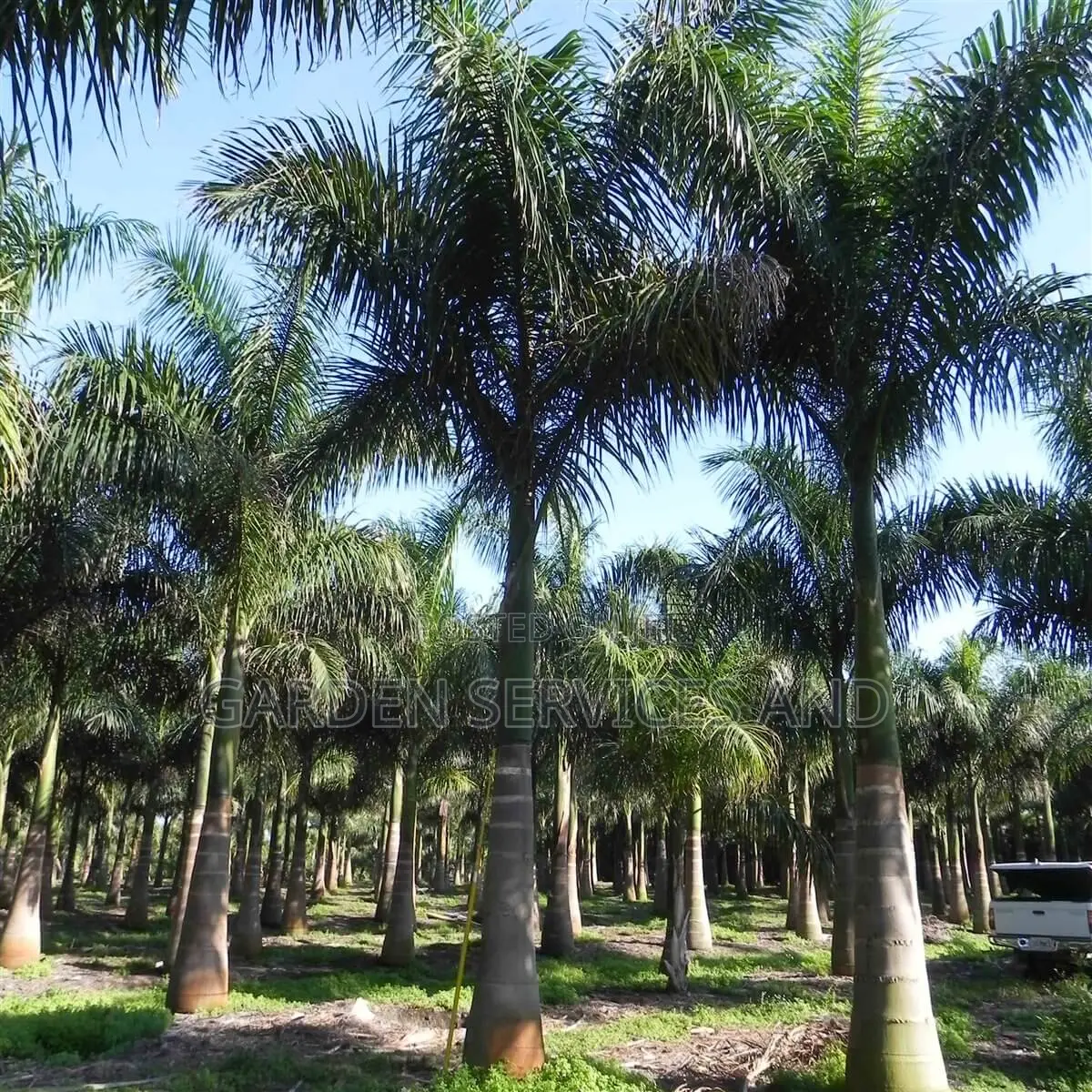 Grown Royal Palm