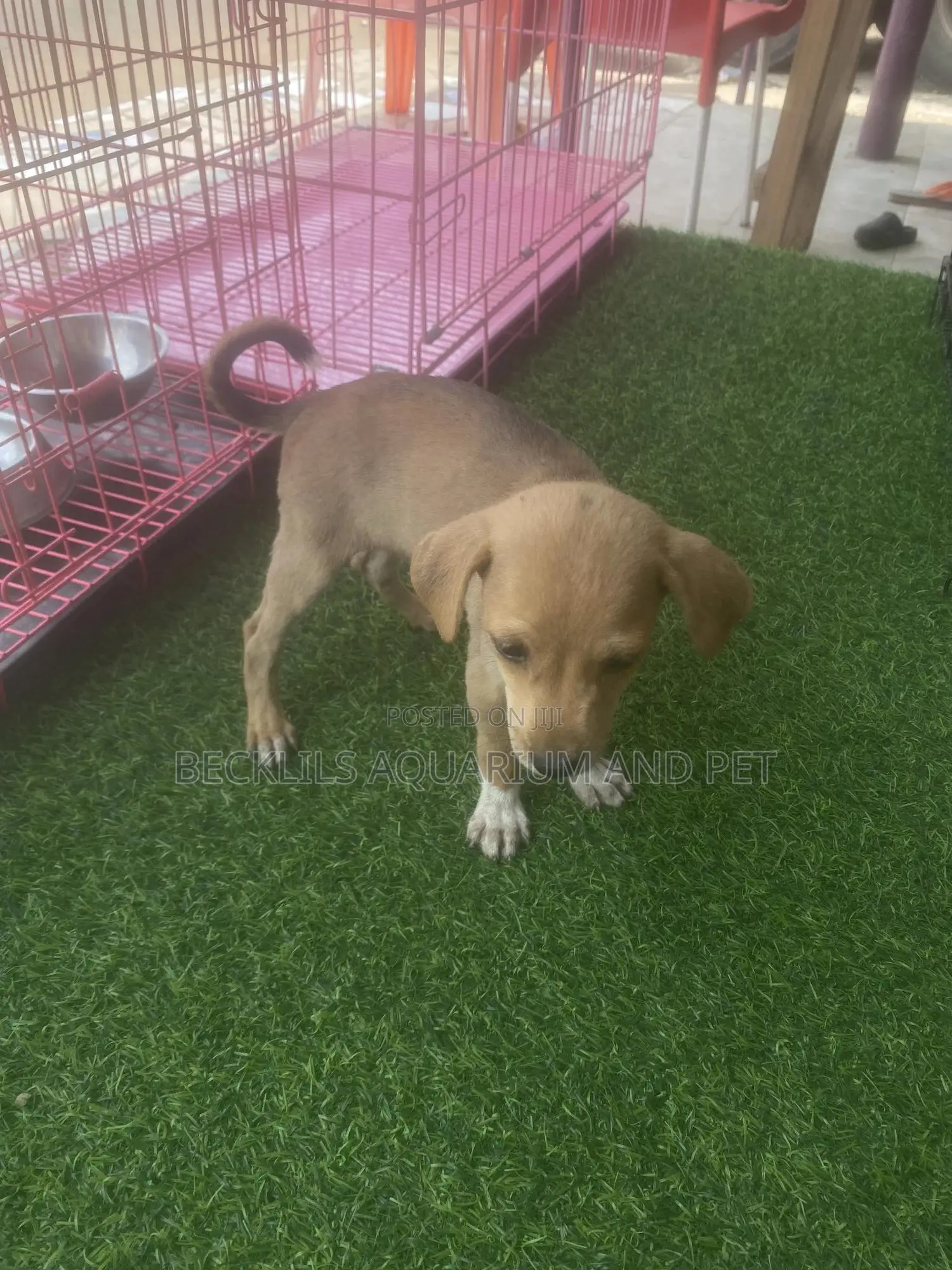 1-3 months Female Purebred Dog
