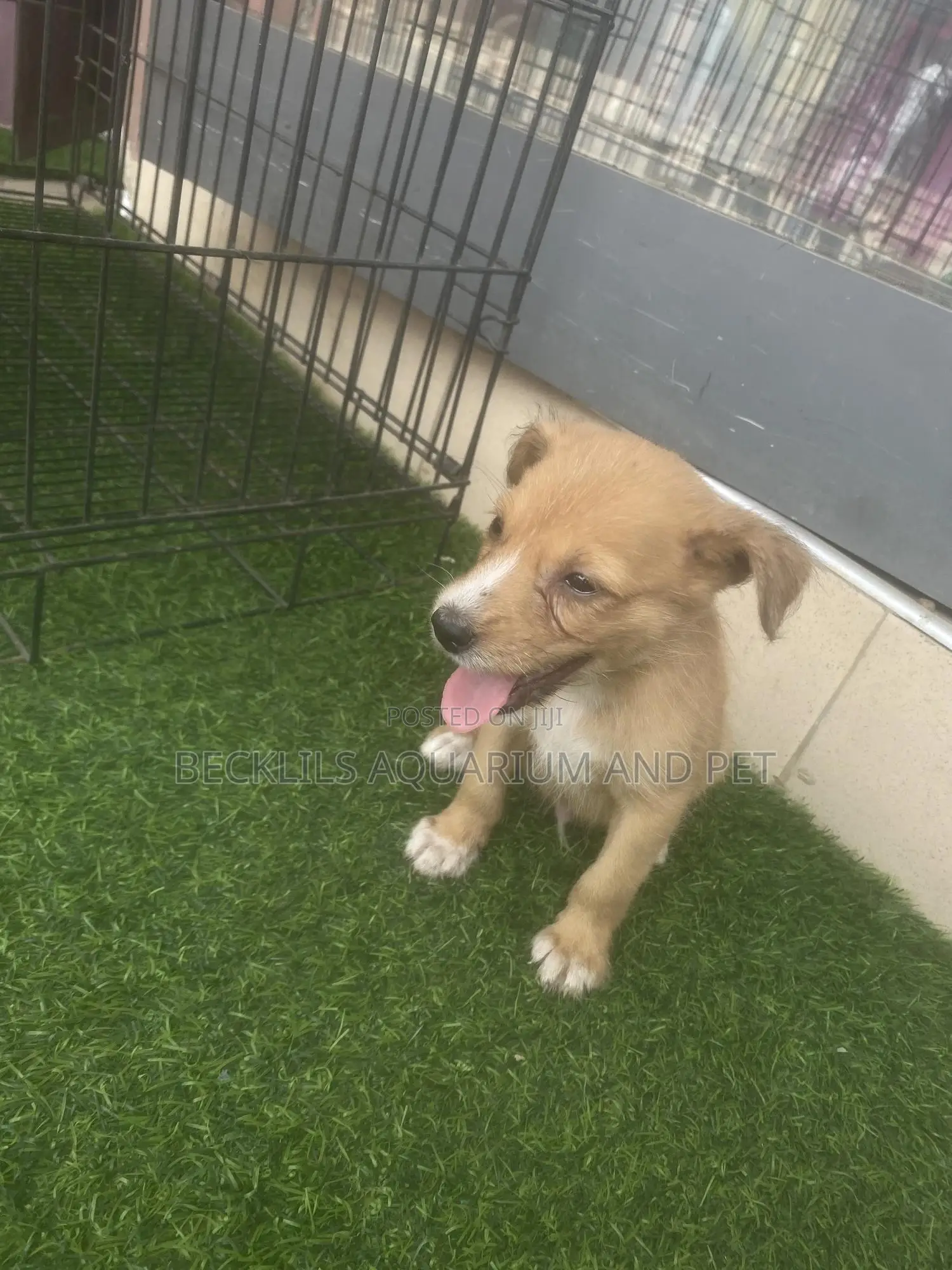 1-3 months Female Purebred Dog