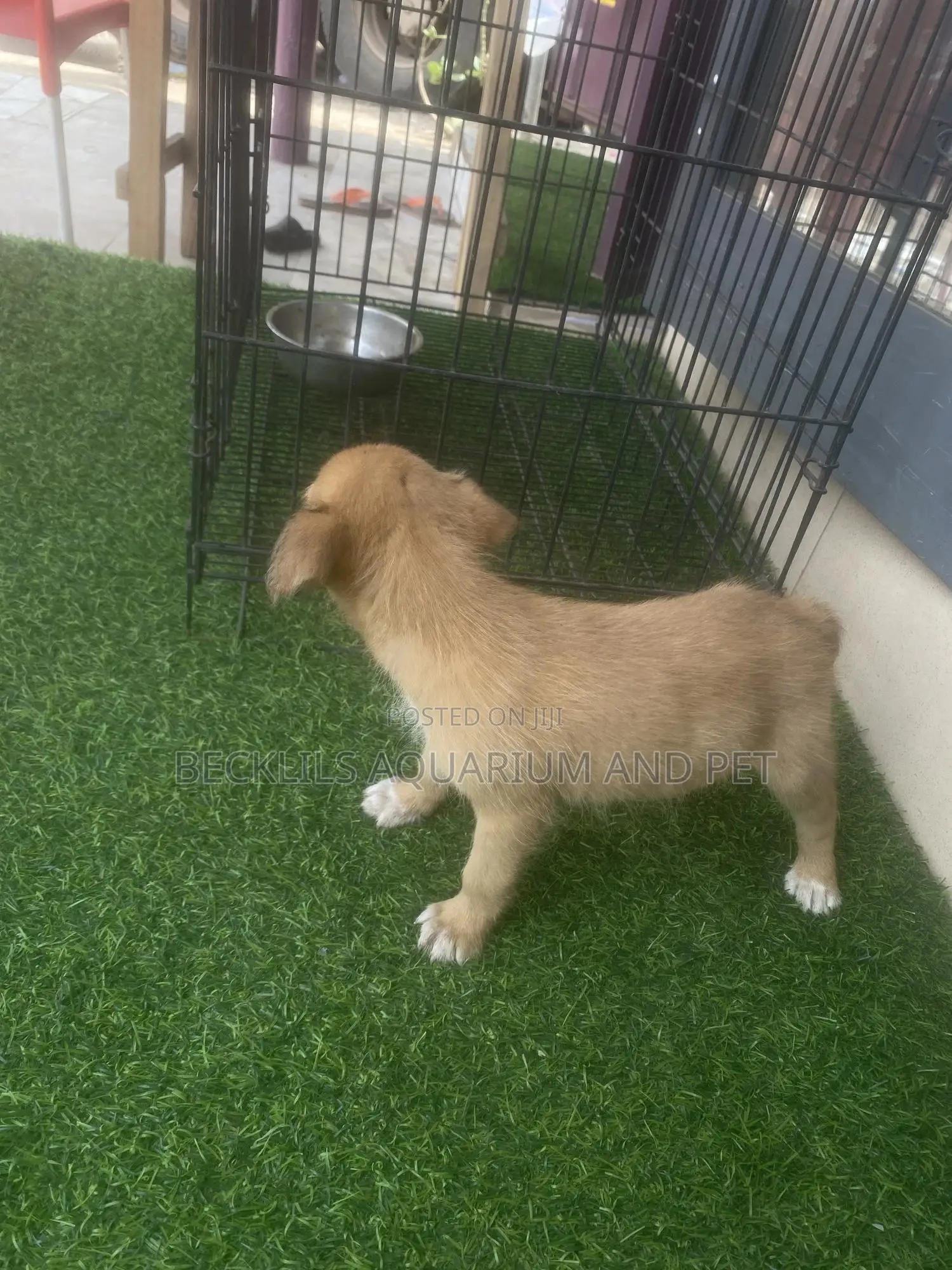 1-3 months Female Purebred Dog