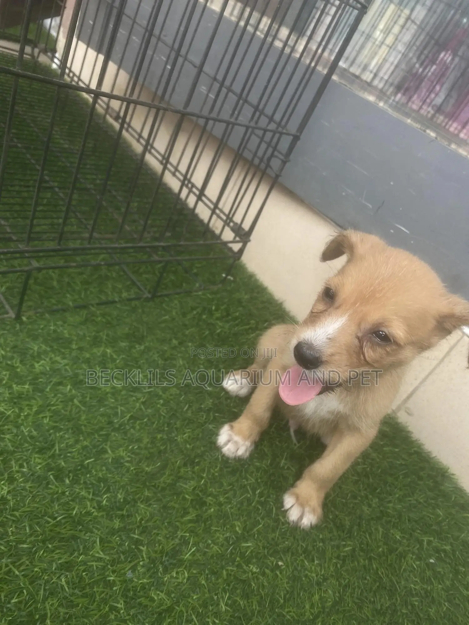 1-3 months Female Purebred Dog