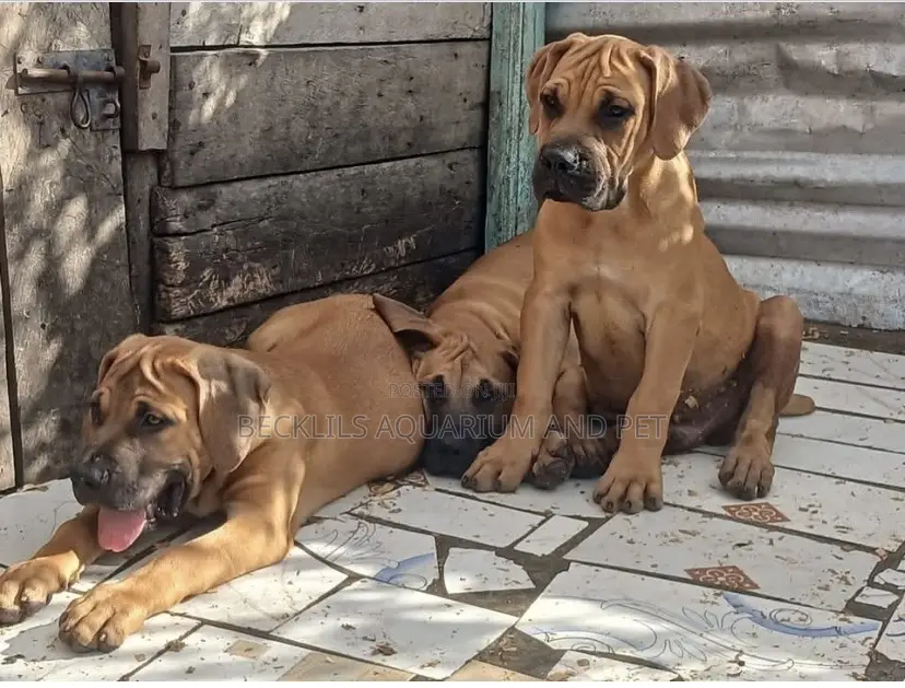 1-3 months Female Purebred Boerboel