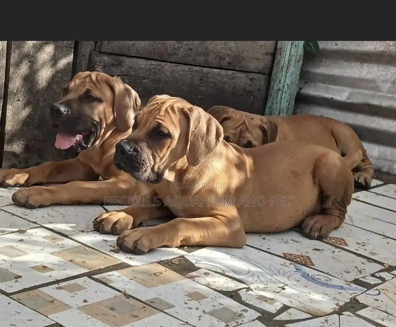 1-3 months Female Purebred Boerboel