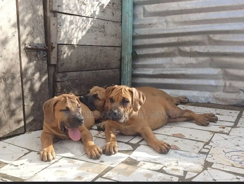 1-3 months Female Purebred Boerboel