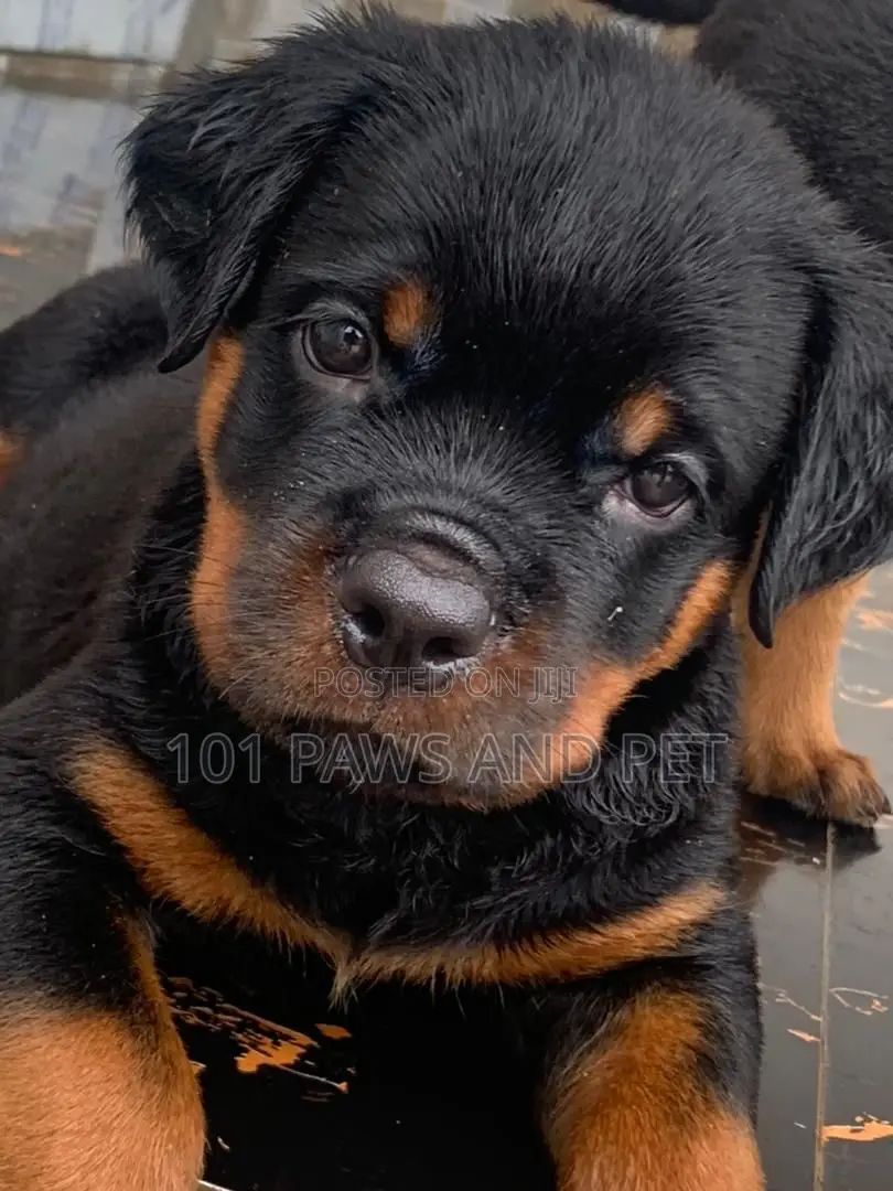 1-3 months Male Purebred Rottweiler