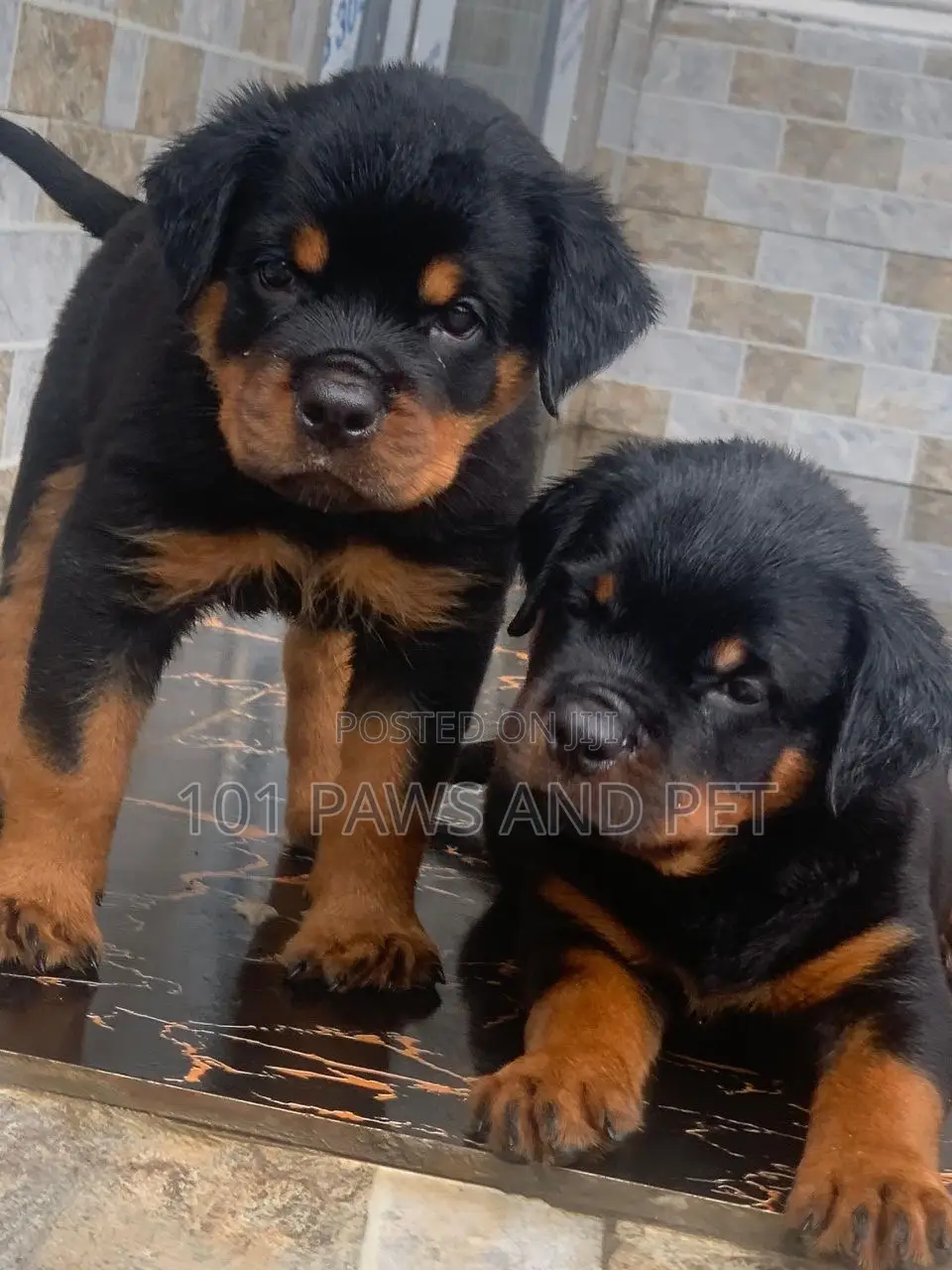 1-3 months Male Purebred Rottweiler