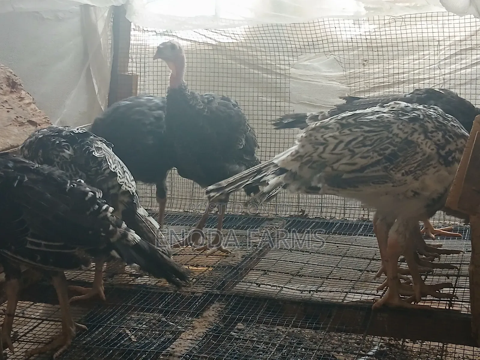 2months Old Turkeys