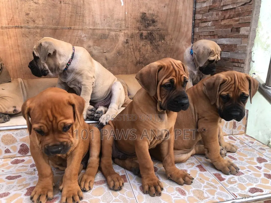 1-3 months Male Purebred Boerboel