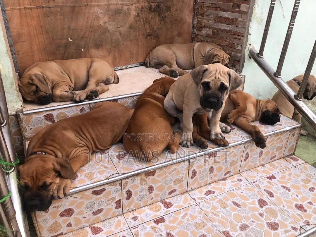 1-3 months Male Purebred Boerboel