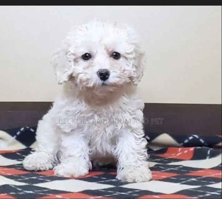 1-3 months Male Purebred Poodle
