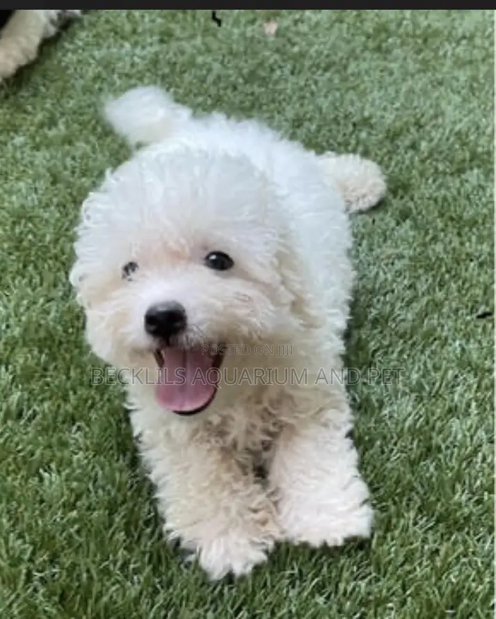 1-3 months Male Purebred Poodle