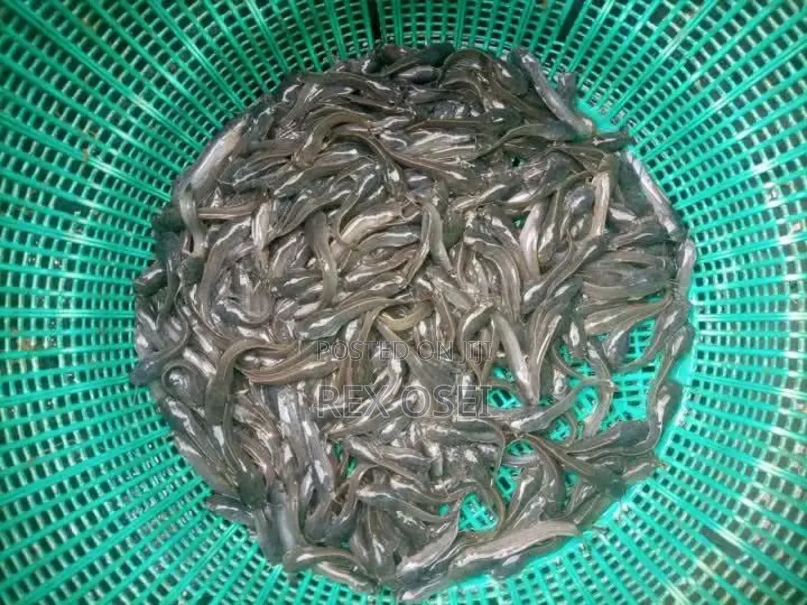 Catfish Fingerlings And Juveniles