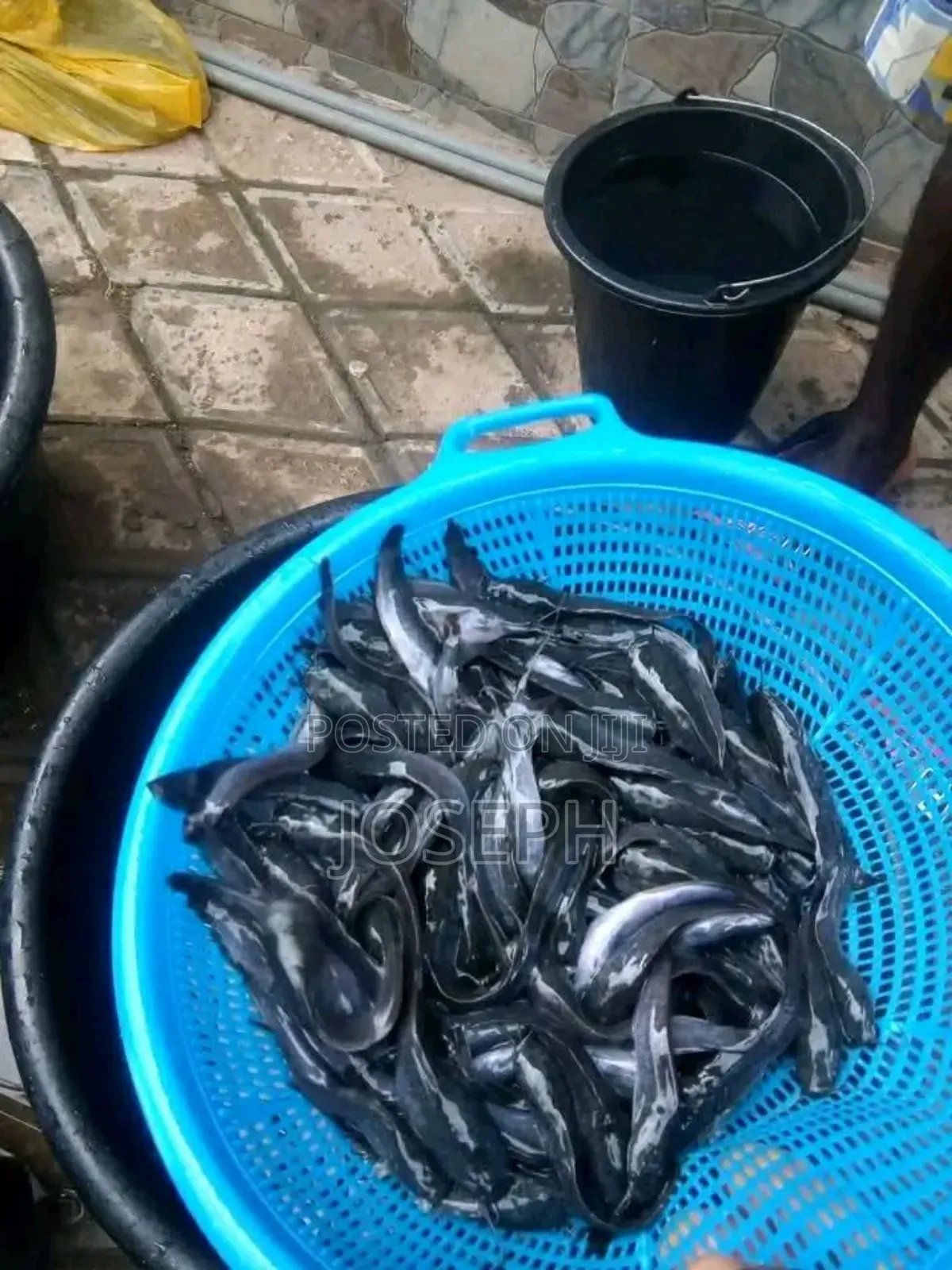 Catfish Fingerlings