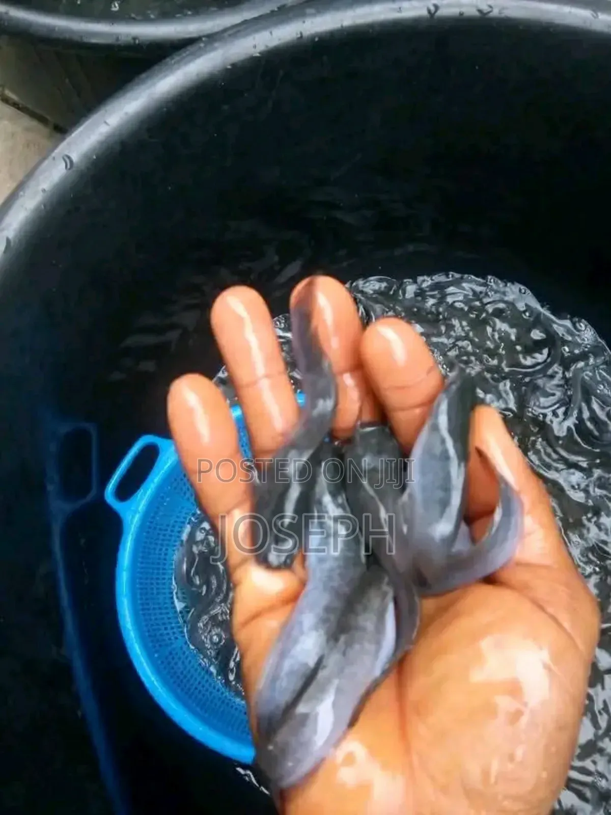 Catfish Juveniles