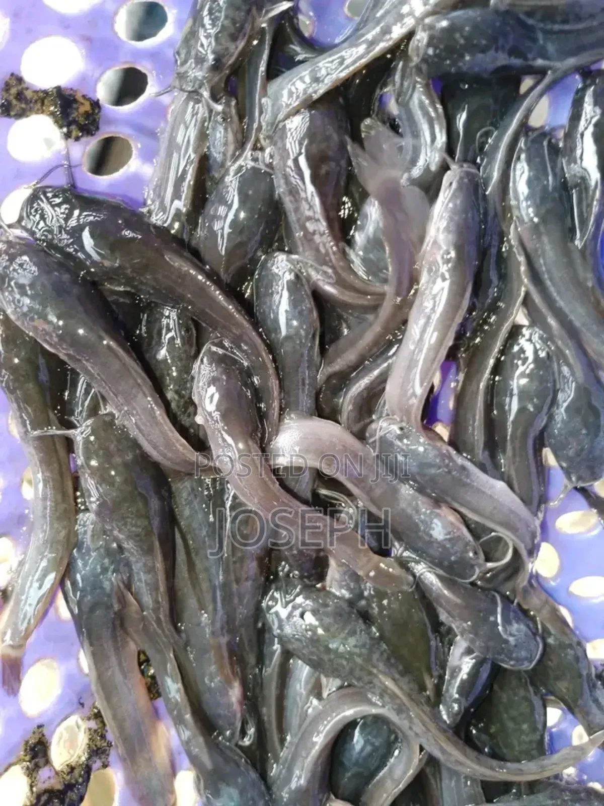 Catfish Start Up Package