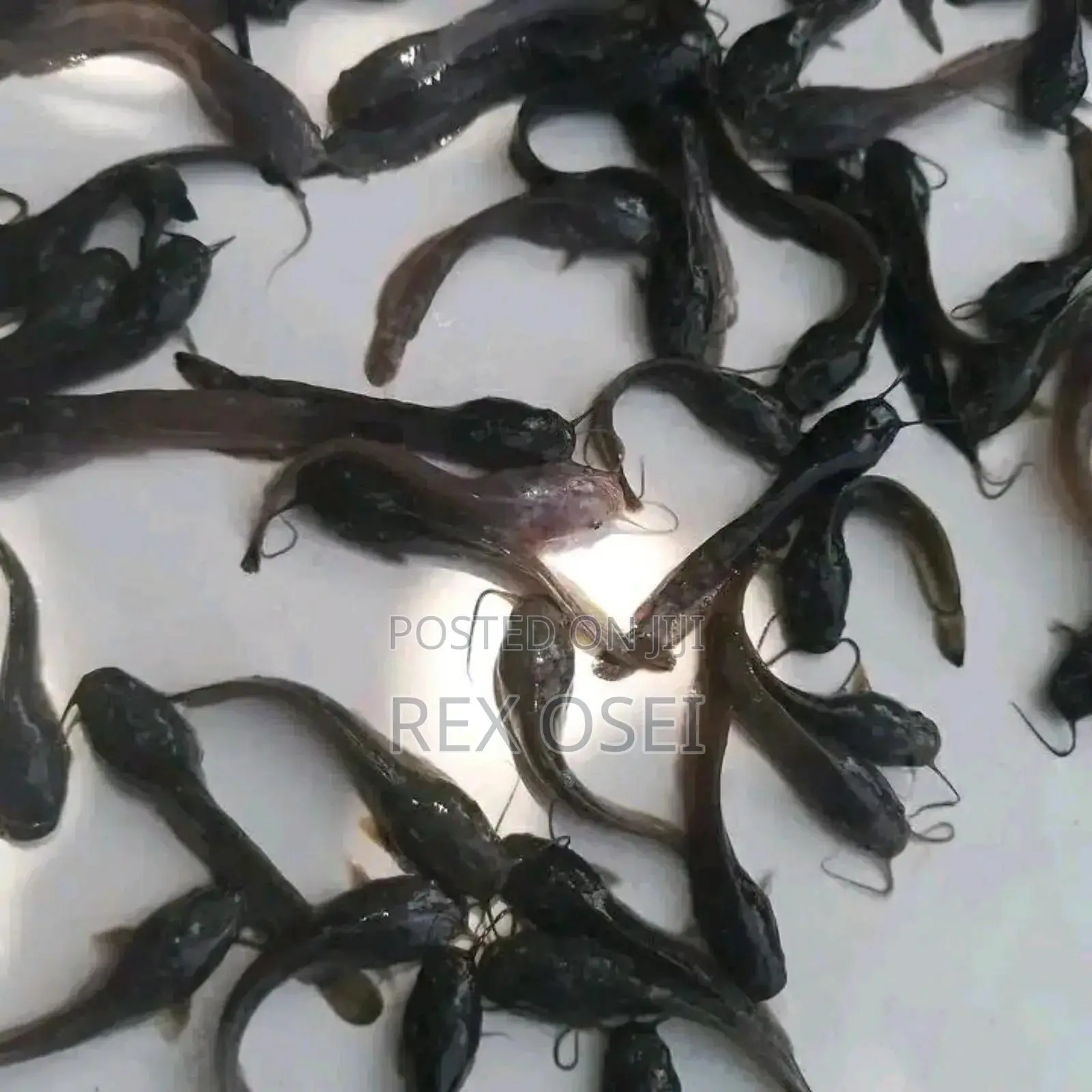Catfish Juveniles
