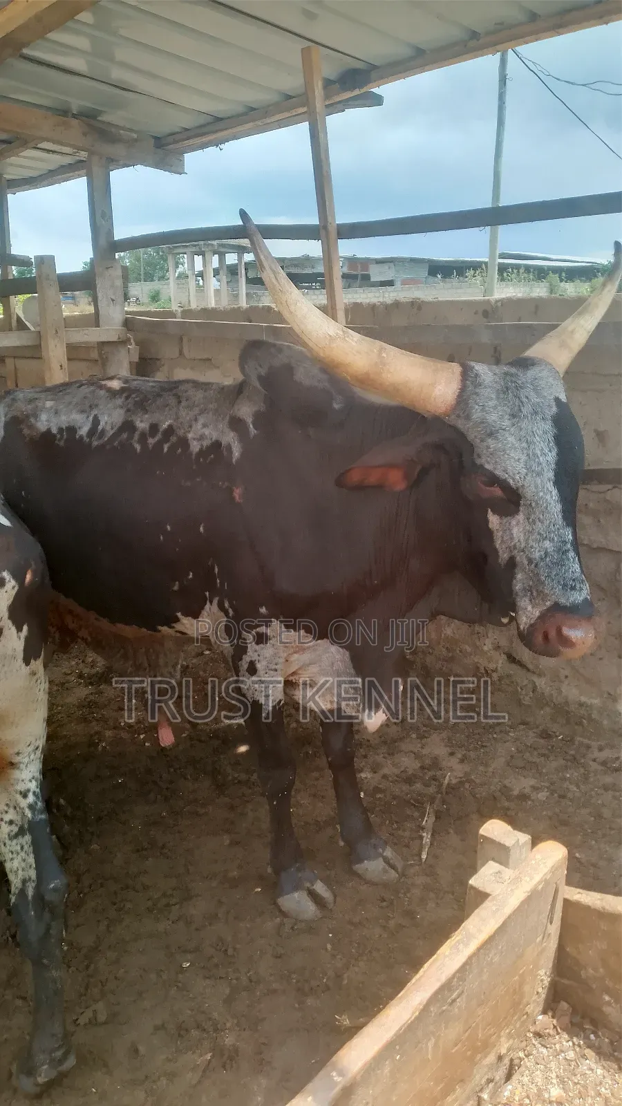 Healthy Cows