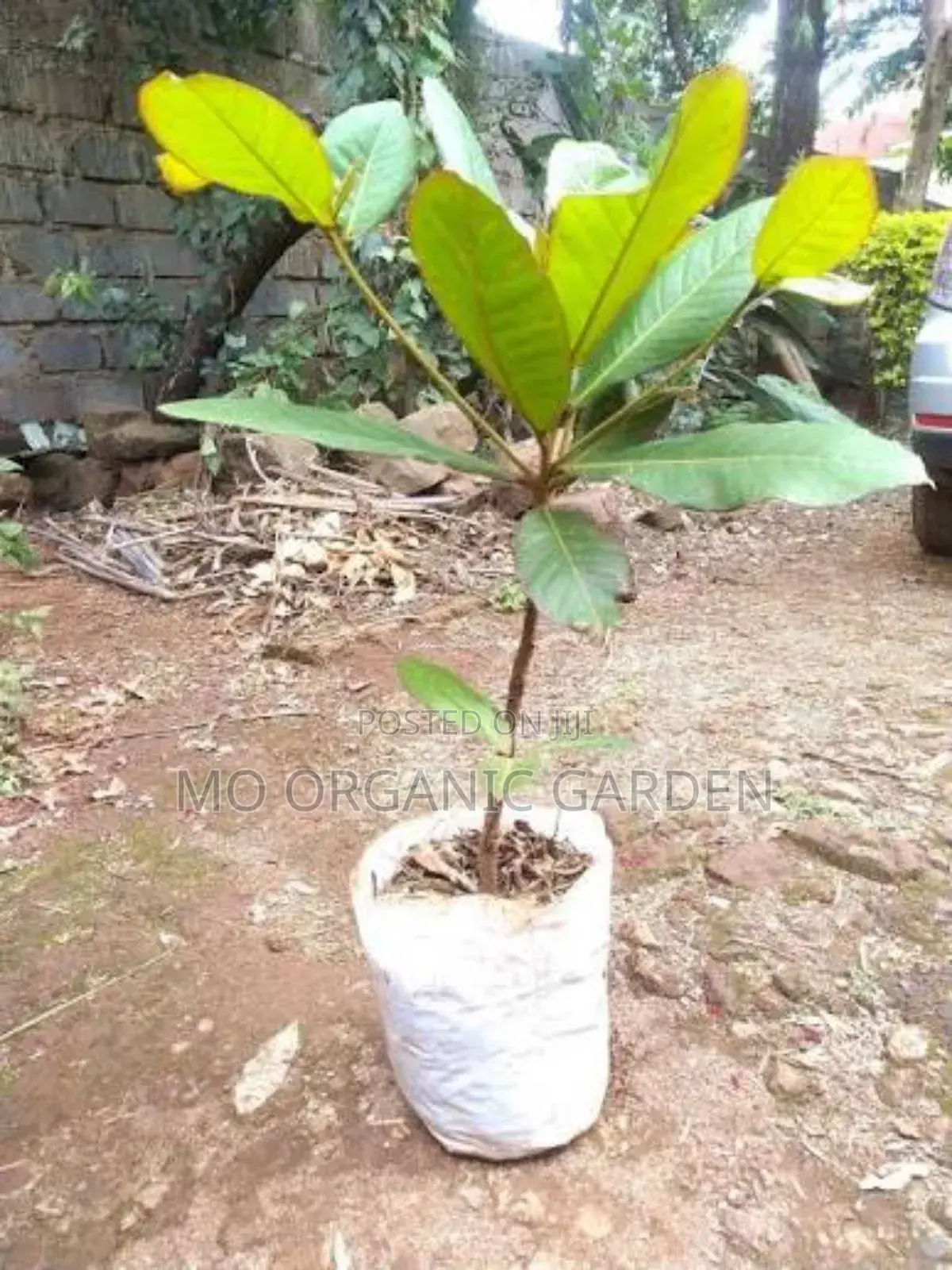 Indian Almond Plant Seedling