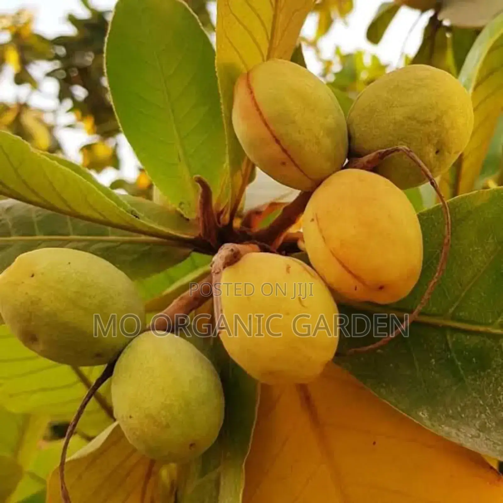 Indian Almond Plant Seedling