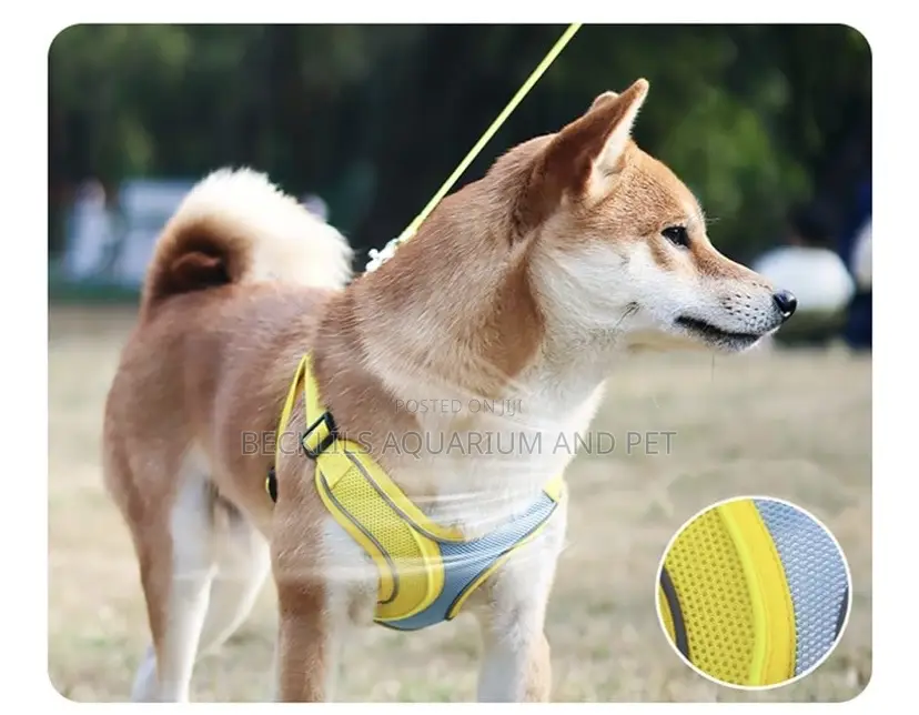 Quality Harness With Leash