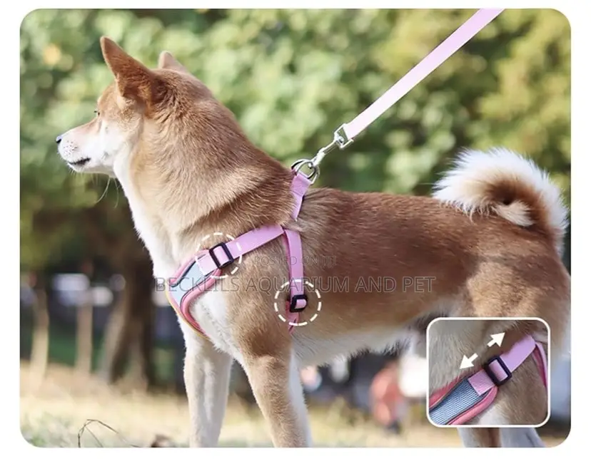Quality Harness With Leash