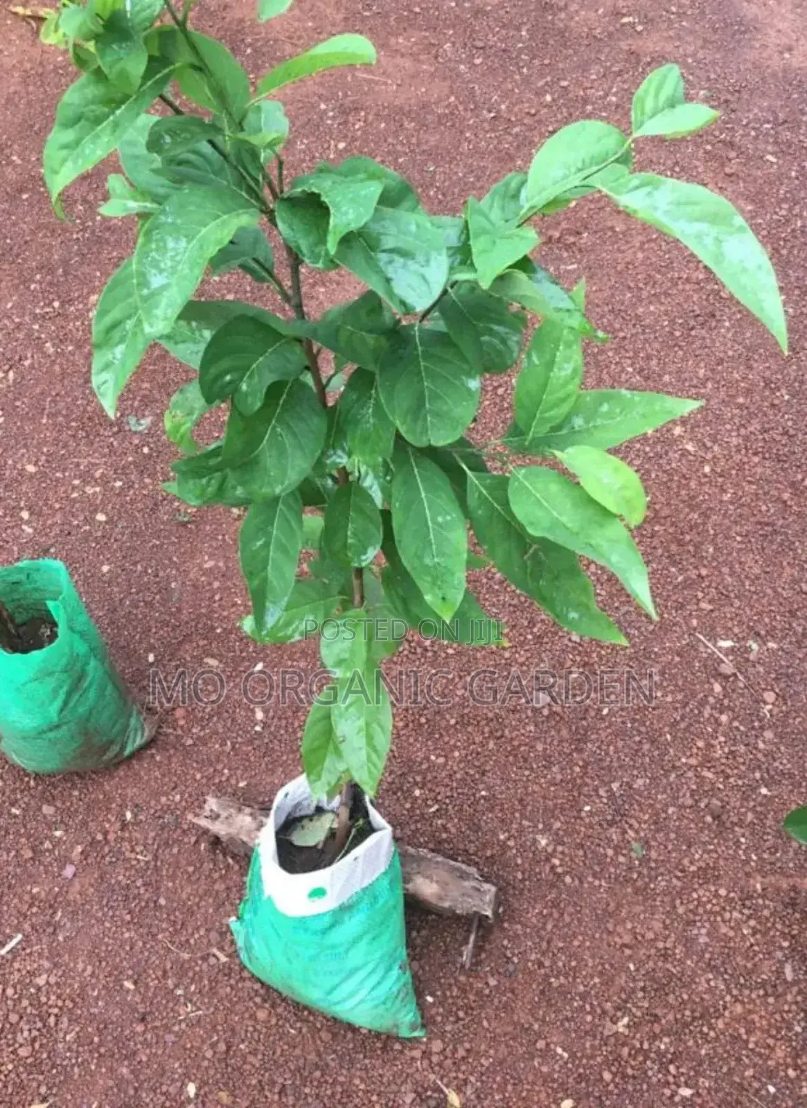 Exotic Sugar Apple Plant Seedling