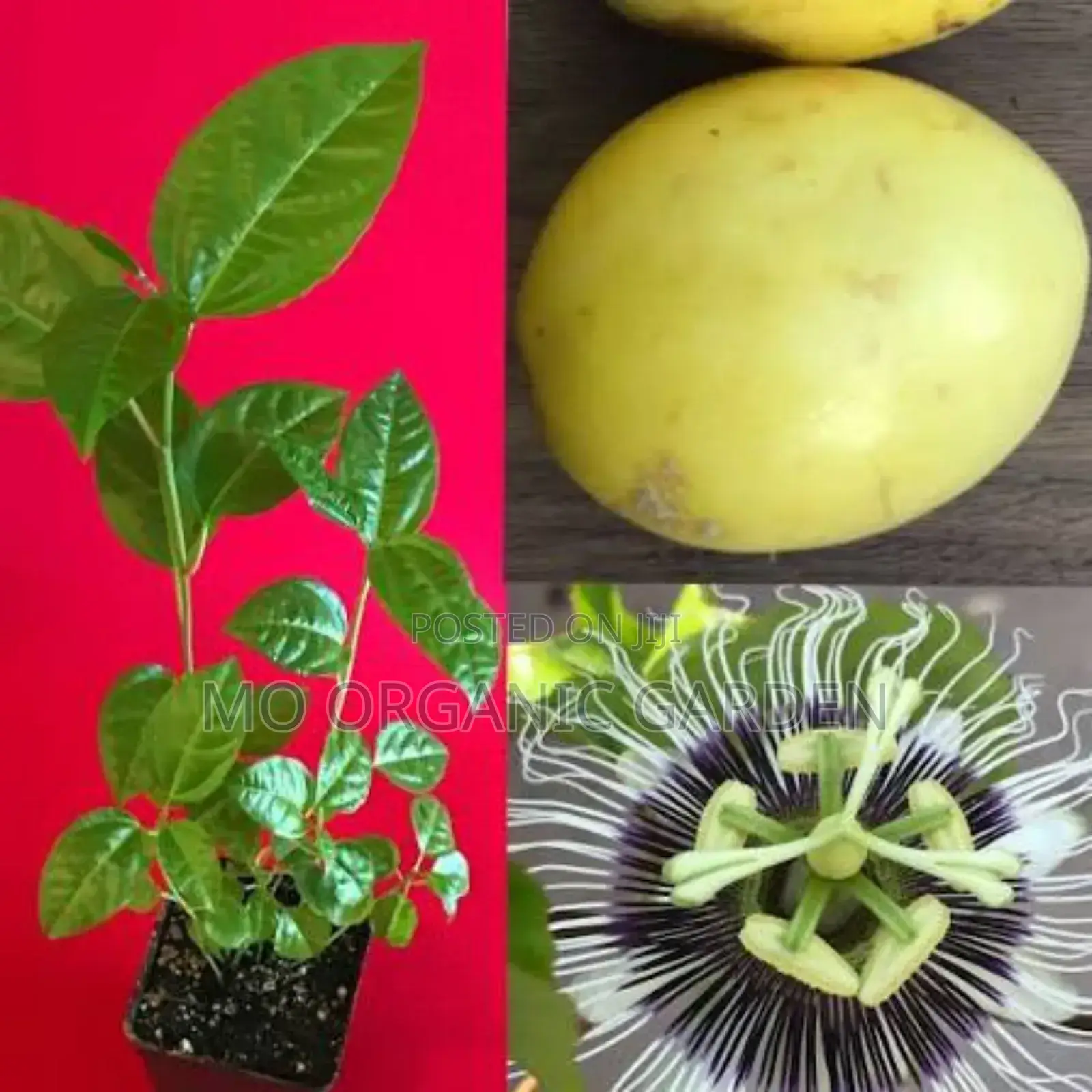 Yellow Giant Panama Passion Fruit Seedlings
