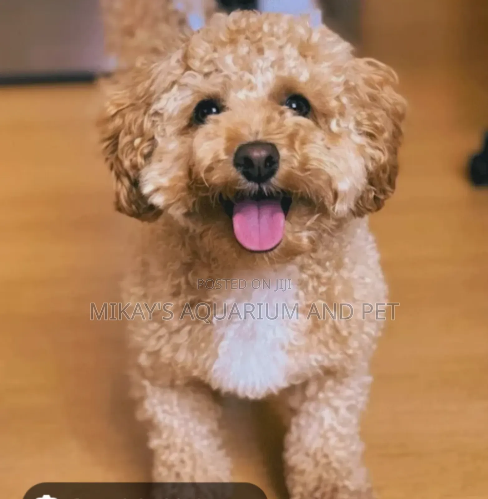 1-3 months Female Purebred Maltese