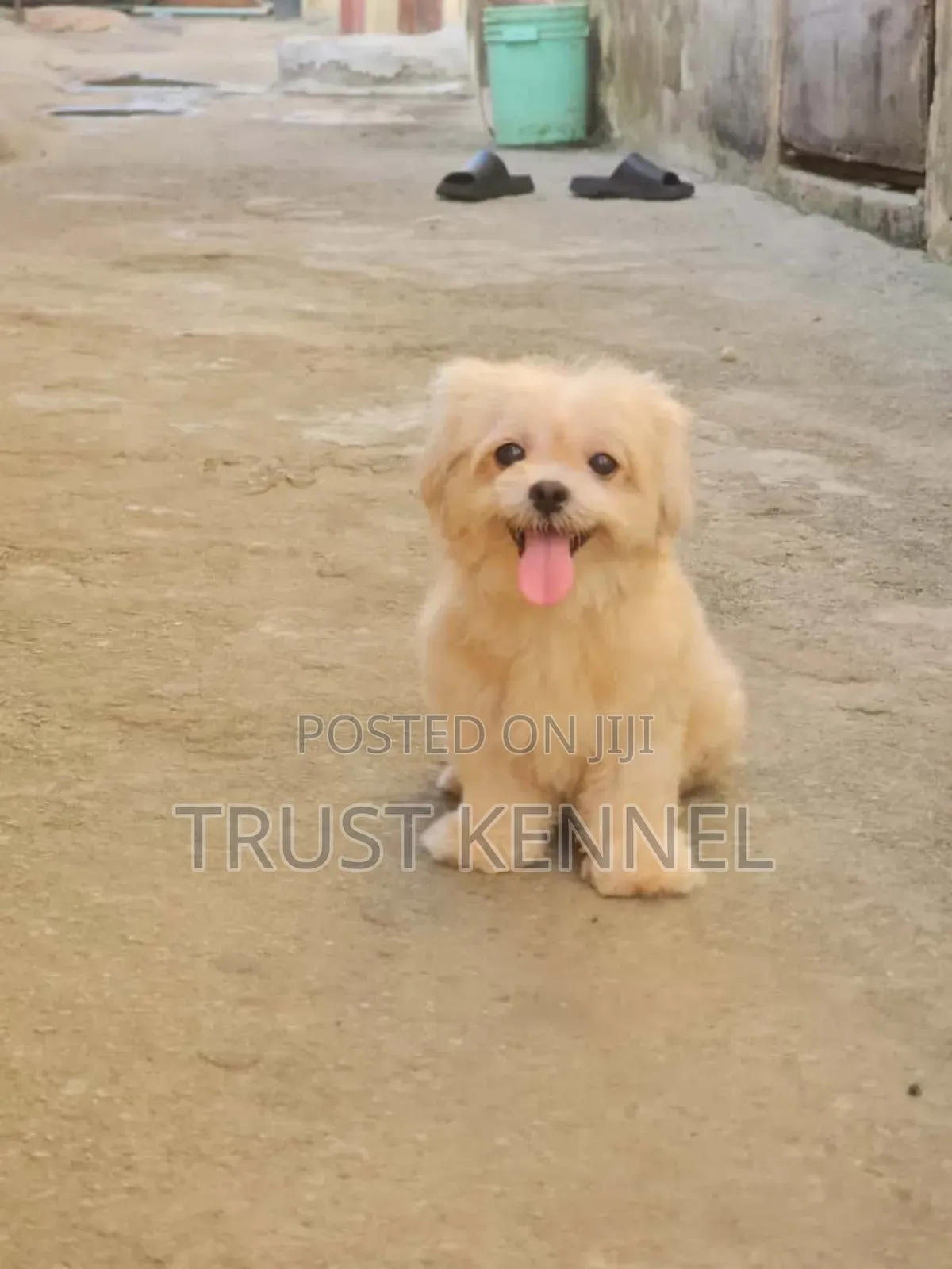 1-3 months Female Purebred Maltese
