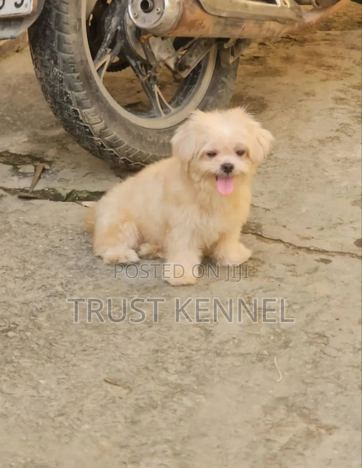 1-3 months Female Purebred Maltese