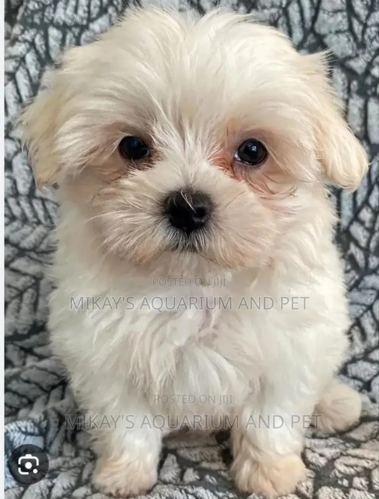 1-3 months Female Purebred Maltese