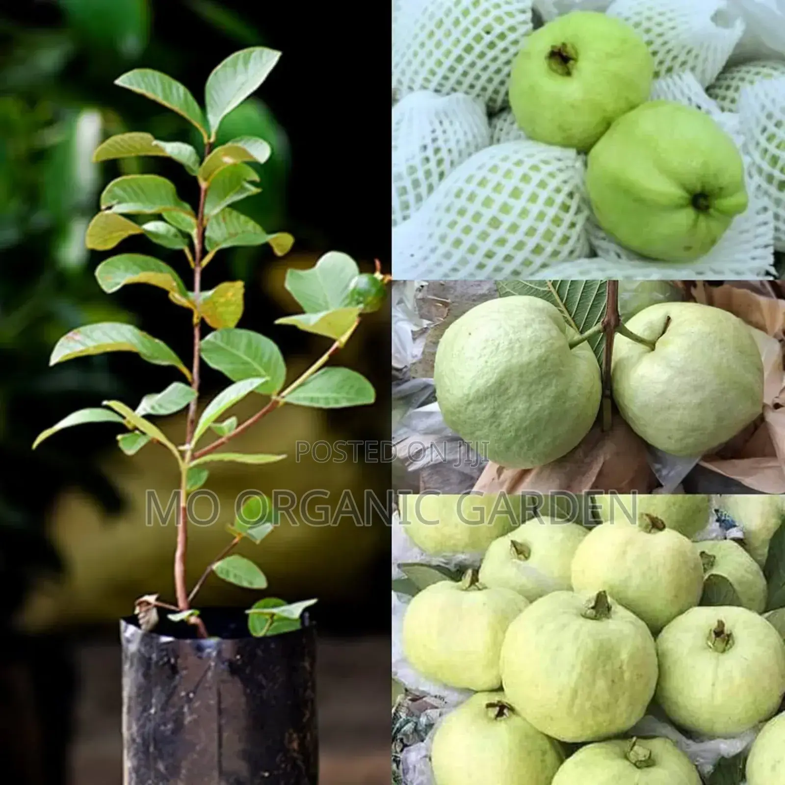 Exotic Red Jumbo Guava Plant Seedling