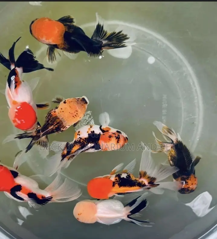 Tricolor Goldfish