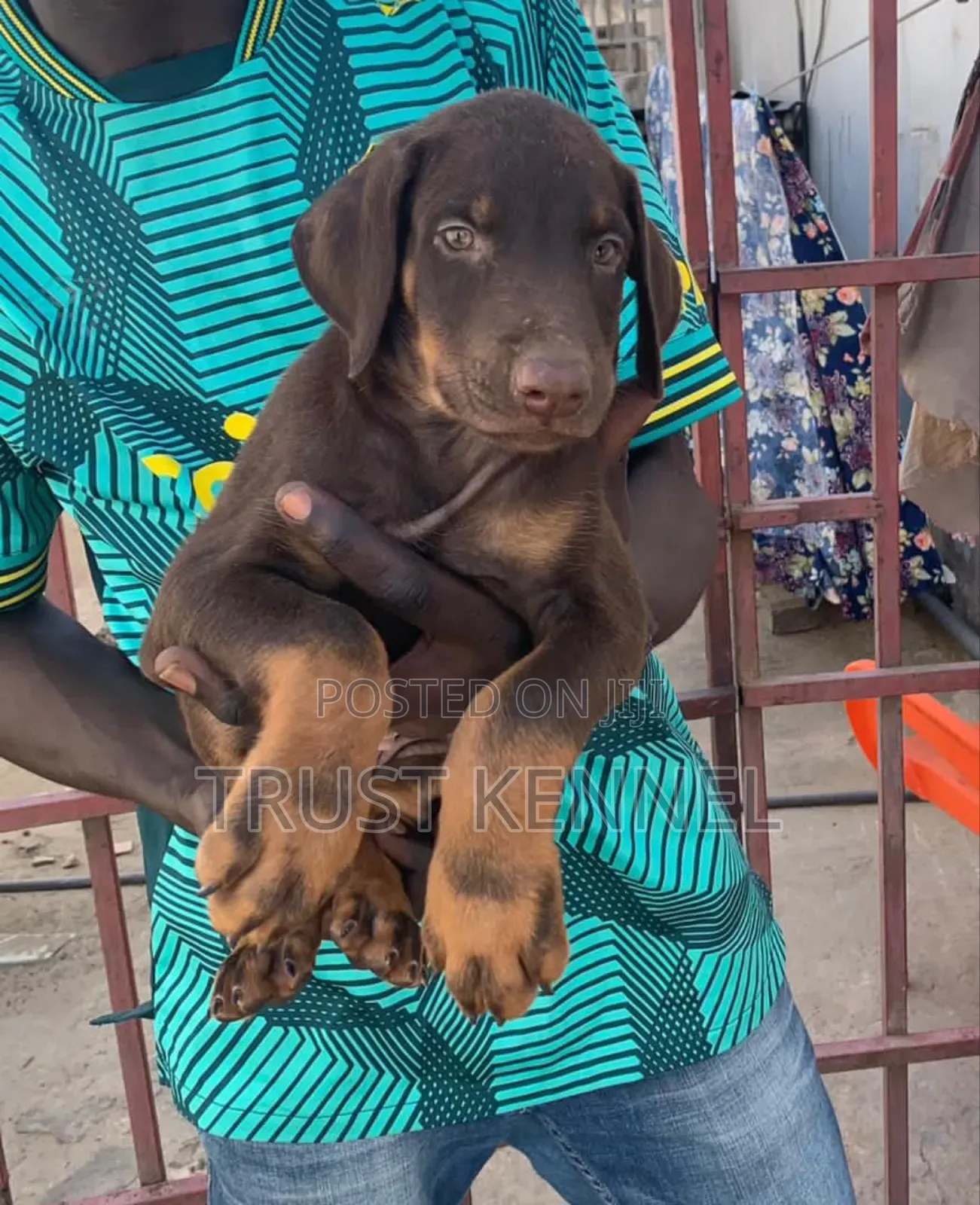 1-3 months Male Purebred Doberman Pinscher