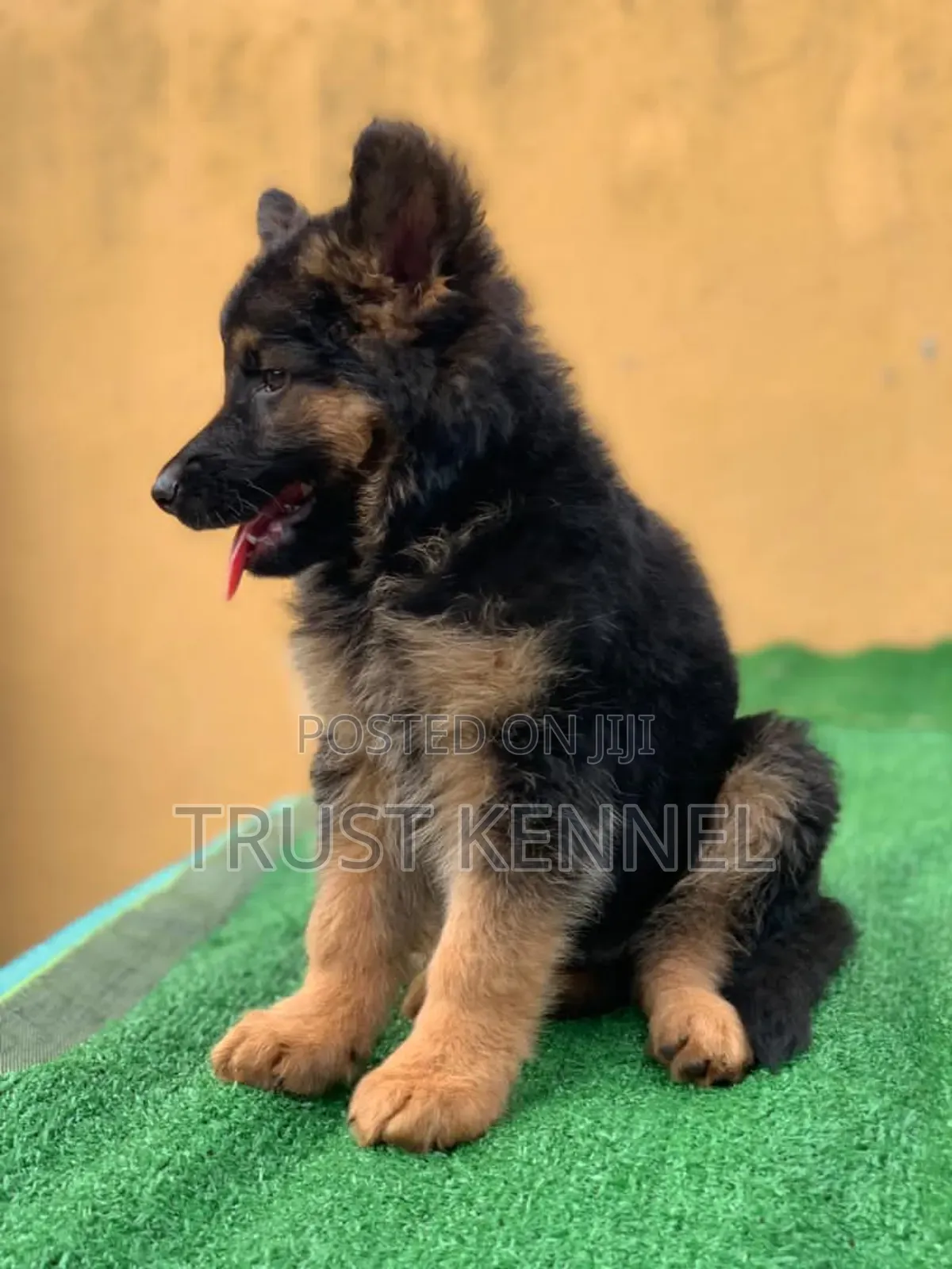 1-3 months Female Purebred German Shepherd