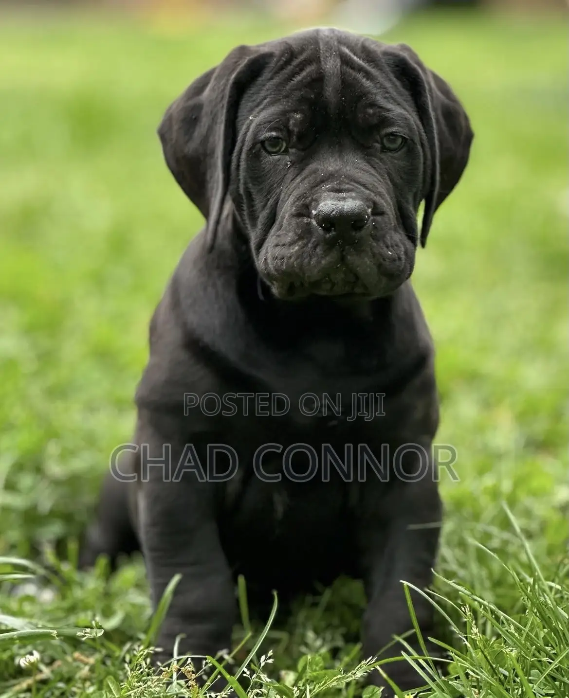 1-3 months Male Purebred Boerboel