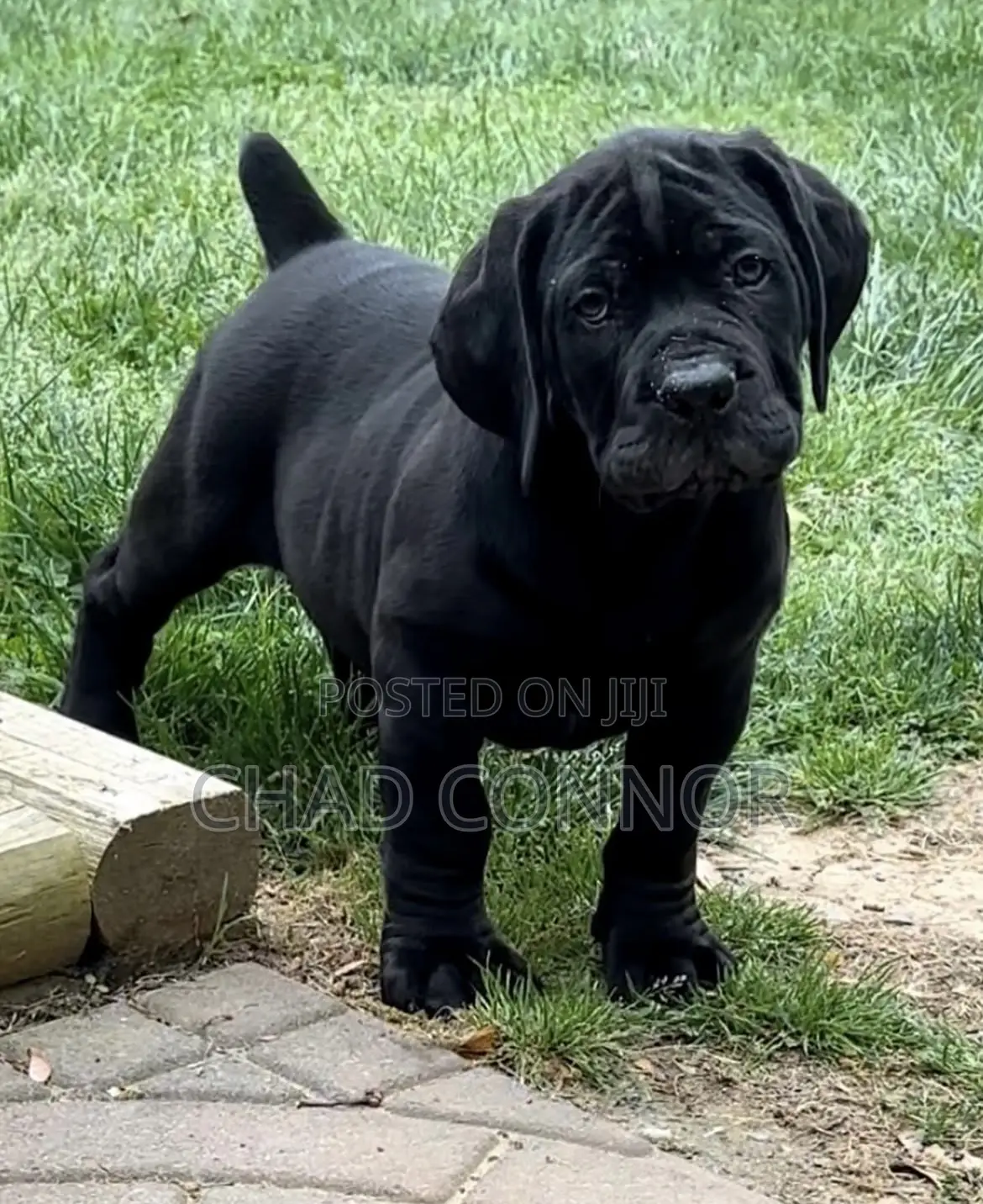 1-3 months Male Purebred Boerboel