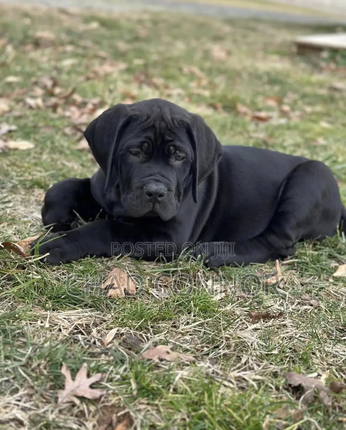 1-3 months Male Purebred Boerboel