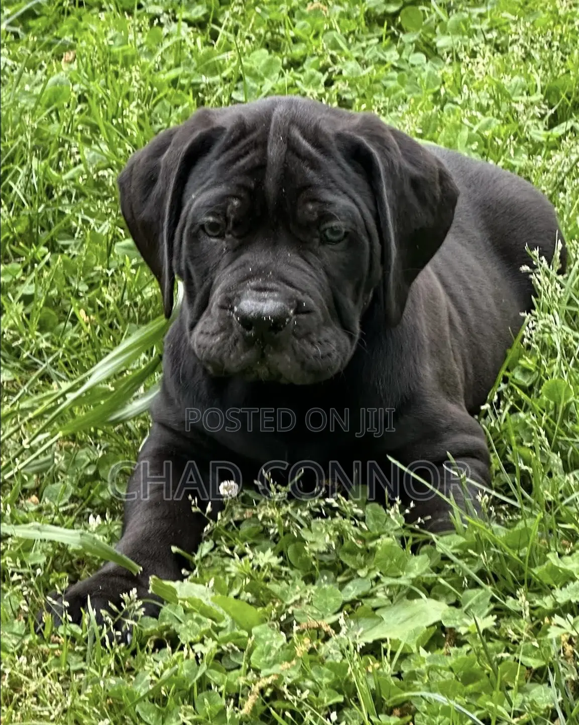 1-3 months Male Purebred Boerboel